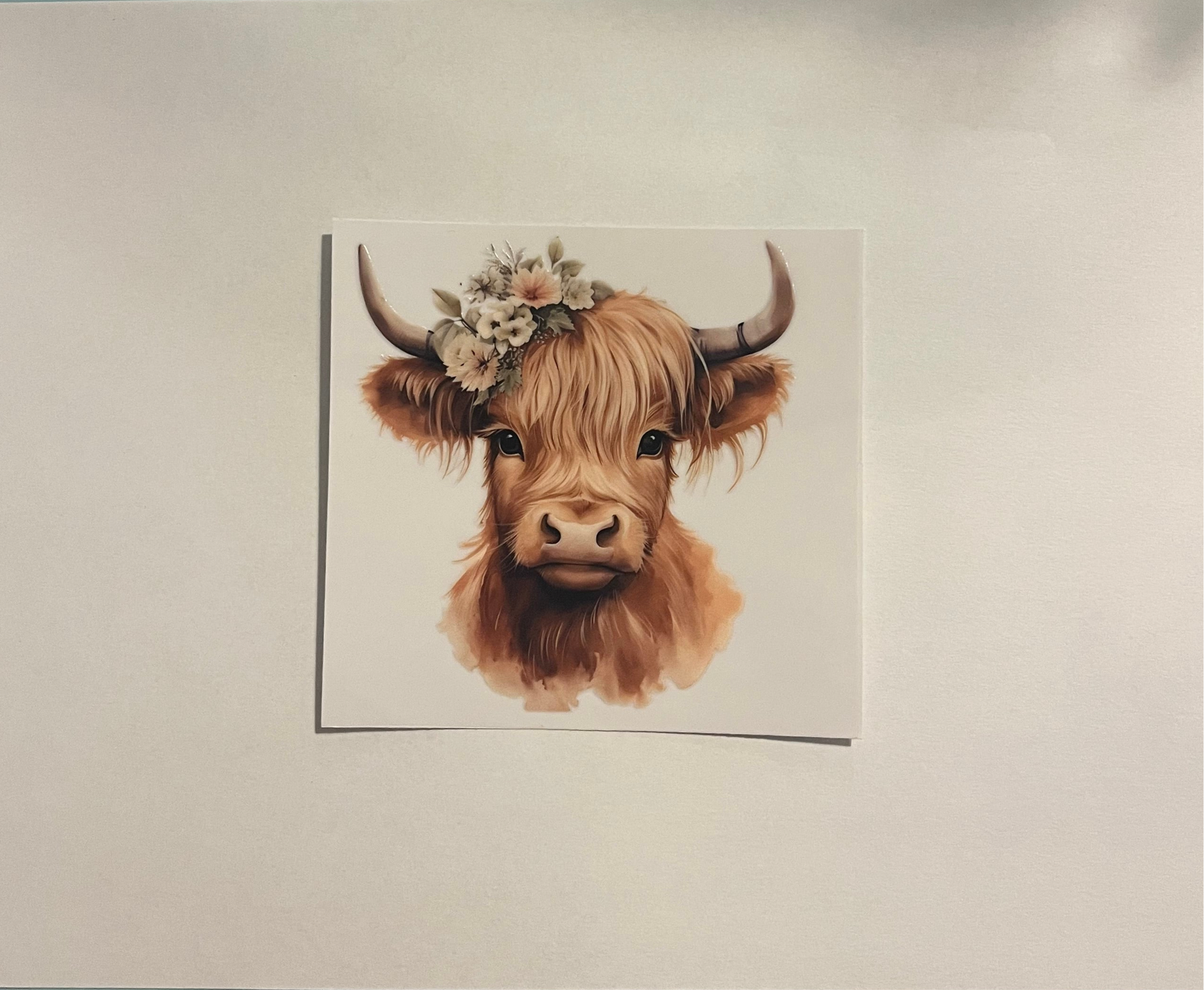 Highland cow 1